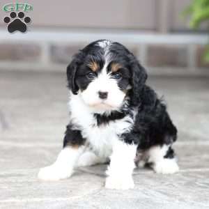 Marla, Cavapoo Puppy